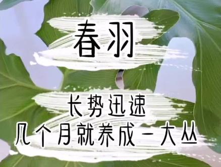#我的花花草草🌸🌸 四季常青的春羽,ins风直接拉满!#阳台种植 #一花一草一世界