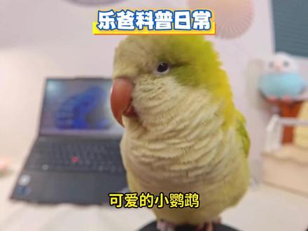 鹦鹉不是复读机,它只是试着用人类的语言,走进我们的内心 #鹦鹉 #鹦鹉鹦鹉萌萌哒逗鹦鹉 #科普 #涨知识 #萌宠