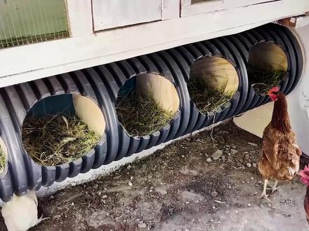 鸡舍这样搭建,母鸡下蛋快还能吃上纯天然的鸡蛋,简直是一举二得。#农村生活#创意#养鸡#干活我是认真的#三农 #废物利用 #手艺人