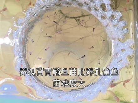 第319集丨20天的观背青鳉鱼苗和20天的孔雀鱼鱼苗体型对比。青鳉长20天才有孔雀鱼刚出生的大🤣#养鱼人 #养鱼日记 #观背青鳉鱼苗 #孔雀鱼宝宝 #新手养鱼
