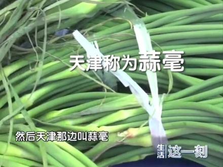 蒜苗 蒜苔 青蒜难倒所有人 你们那管它叫什么?