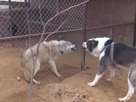 狗在栅栏外和狼对咬,最后把狼气的都学会了狗叫 #狗狗