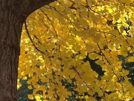 #猫耳fm #声推喵学院 #骄阳似我 #骄阳似我广播剧 喜欢一个人好难啊