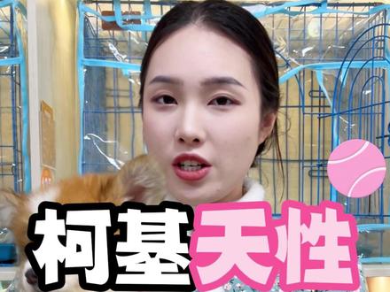 柯基的天性觉醒,意味着叛逆期开始,家长要强化等级意识#柯基 #长毛柯基 #新手养狗 #养狗的乐趣 #科学养宠攻略