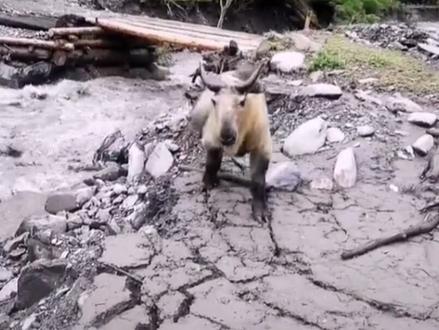 记住这点让你远离危险!#羚牛 #科普 #动物