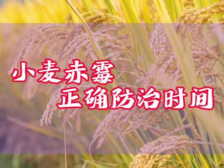 小麦赤霉病正确防治时间