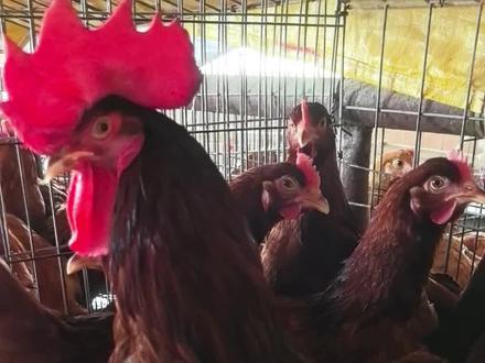 洛岛红种鸡本交笼饲养,受精率赶不上人工授精,但是结省人工,#鸡的育种 #养鸡技术 #养鸡知识 #洛岛红 #苏禽绿壳土鸡