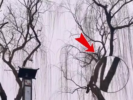 会飞的蝙蝠?仿生纸飞机教程#生活小窍门 #手工diy #纸飞机教程