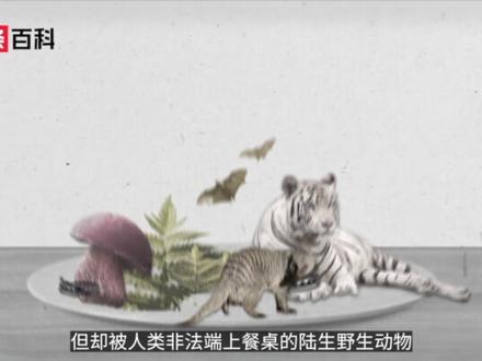 对生命和生态负责——远离野味#野味 #绿网计划 #跟我一起加入绿网计划