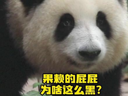 斧头山未解之谜:果赖的屁屁为什么那么黑#和花 #可爱到爆炸💥 #萌宠 #国宝不愧是国宝 @iPanda熊猫频道