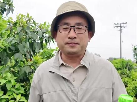 柑橘膨大氯吡脲套餐 果子迅速长大,使用两次氯吡脲#膨果#柑橘#柑橘种植#柑橘管理#柑橘实战者韩老师