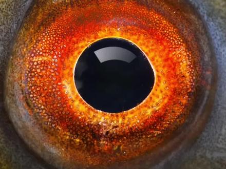 动物眼中的世界到底是怎么样的 #科普 #每日分享 #科普一下