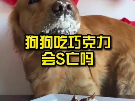 狗狗吃巧克力会怎样,你知道吗?#狗狗 #萌宠 #宠物知识