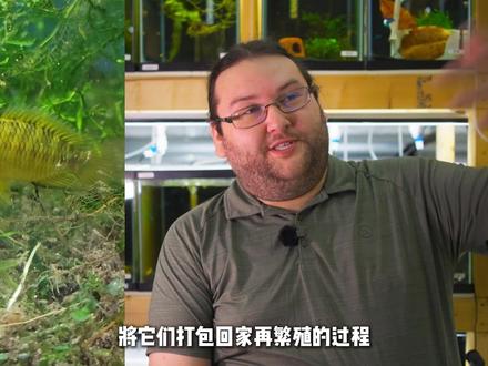 看看水族发烧友的南美珍藏|内含慈鲷、灯鱼、异形鱼 #南美缸 #原生鱼 #养鱼日记 #水族 #观赏鱼