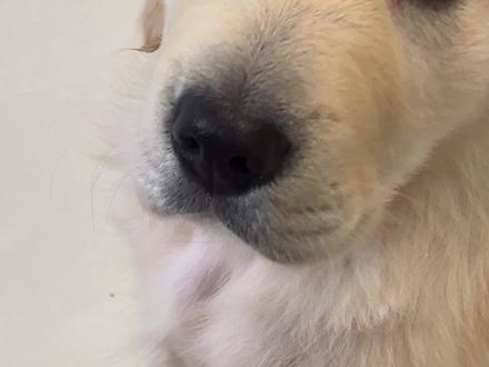 狗狗坐下前腿抖什么原因#小金毛的日常