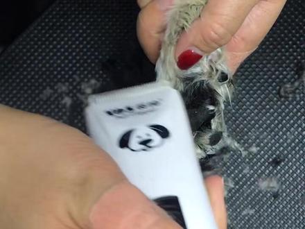 #宠物店 #宠物洗护 #宠物美容造型 我应该讲得很清楚了