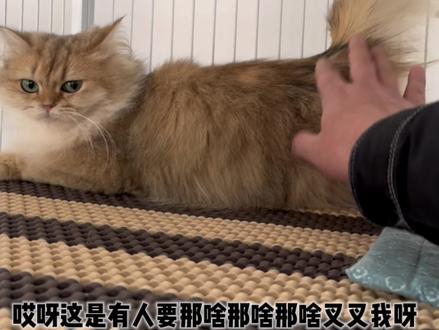 你家猫咪发情会影响食欲吗 #发情的小母猫 #萌萌哒饲养员 #宠物用品批发 #新手养猫 #养猫经验分享