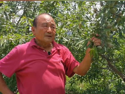 你觉得扁桃的市场前景如何#扁桃 @抖音三农 @抖音小助手