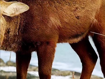 鹿在树上磨角,结果被困树上活活饿si #鹿 #动物 #野生动物