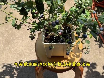 小盆带果蓝莓,水肥这样管不掉果 #蓝莓苗 #蓝莓熟了 #盆栽蓝莓 #蓝莓种植技术 #蓝莓
