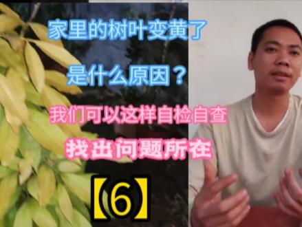 自己种的植物黄叶不知道怎么解决的,看完这视频你知道该怎么办了
