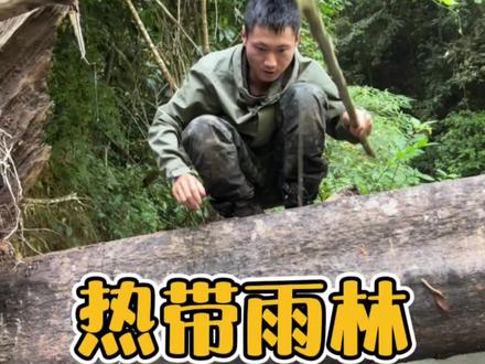 挑战雨林的第五天 今天准备和队友一起对河沟下手寻找蛋白质,用起童年时的方式收获意想不到的惊喜,同时也寻找到到了儿时的快乐。#荒野求生 #户外