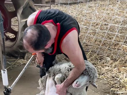 剪羊毛的过程,既舒适又解压#剪羊毛 #科普 #涨知识 #解压