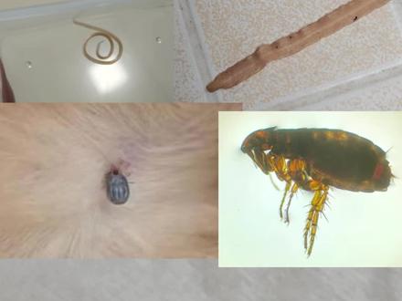 一条视频教大家认虫子!#养猫人#科学养宠攻略 #养猫新手