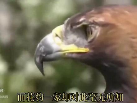 花豹吃了小鹰,老鹰报复花豹抓走小豹,最后结果……!这就是大自然生存之道!#爱护大自然保护野生动物 #动物世界的战斗 #野生动物零距离 #人与动物和谐共处 #奇妙的动物