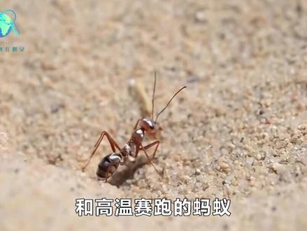 和高温赛跑的蚂蚁,每天只工作10分钟,它们是如何适应高温的? #科普 #动物科普 #撒哈拉银蚁 #银蚁