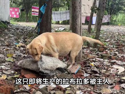 怀孕拉布拉多即将临盆却要被宰,狗肉馆内命悬一线,看着让人心痛