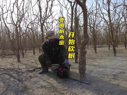 十几年的枣园枣树越长越大,老张今年锯掉枣园七百棵枣树 枣园里的枣树越长越大,树间距越来越密,透风透光率越来越低。去年夏天就把要砍的树做好了记号,今年老张断断续续干了一个多月,把七百来棵枣树都锯掉了。树少了,通风又透光,今年的枣肯定能长得更好。#老张在新疆种灰枣 #新疆红枣#果树种植 #锯树 #三农