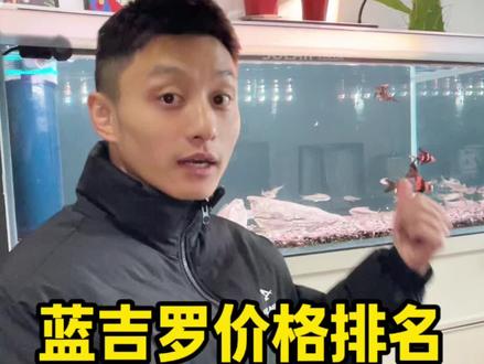 蓝吉罗价格排名#蓝吉罗 #吉罗鱼 #特种鱼苗 #鱼苗批发 #我要上热门🔥