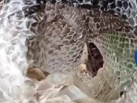 广东采药人遇5米巨型蛇蜕