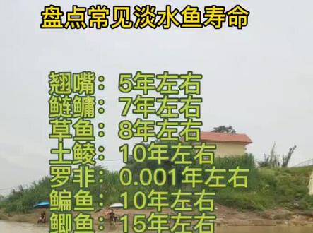 罗非鱼的寿命我说对吗?#dou钓鱼人 #罗非鱼 #钓鱼知识