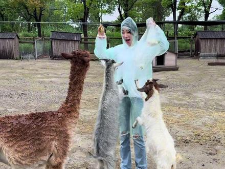 这两天喂了50斤蔬菜#羊驼 #野生动物园自驾游