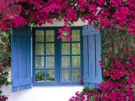 三角梅打造花枝掩窗的效果,三个地方注意下,轻松出效果! #三角梅 #露台花园 #屋顶花园 #花园生活