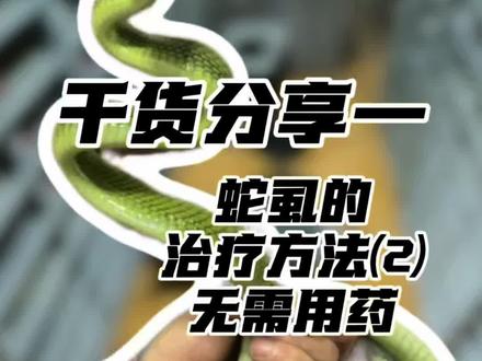两期视频大家可以⑴⑵结合起来一起去驱虫#蛇虱 #爬宠 #异宠 #宠物蛇 #新手养蛇