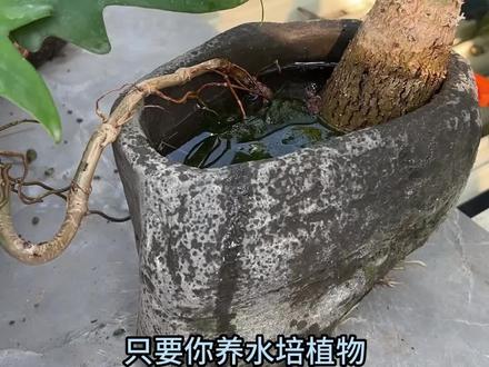 水培植物发臭烂根还黄叶,其实留意这一操作就能搞定