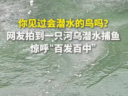 你见过会潜水的鸟吗?游客拍到一只河乌潜水捕鱼,惊呼“百发百中”。网友:“水陆空”三栖!(视频来源:人民日报)