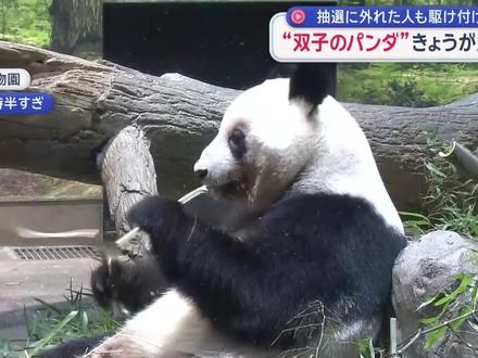 旅日熊猫晓晓和蕾蕾归国,日本53年的熊猫情结暂告段落 #全球创作者计划 #零基础看懂全球