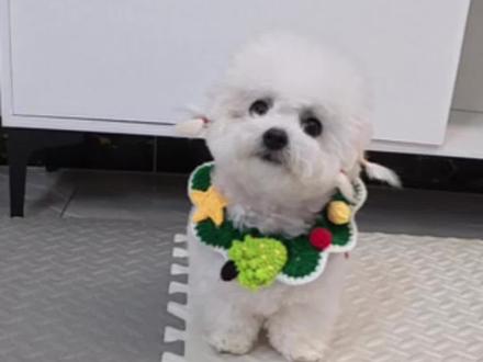 好险差点让她学会了#萝卜纸巾 @超级无敌大开门 #识物 #狗子的日常 #创作灵感 #萌宠