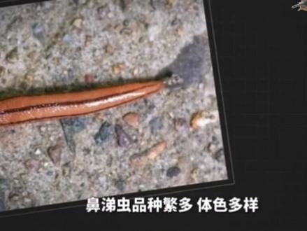 没有壳的蜗牛,你见过吗🙉#动物世界 #自然奇观 #蛞蝓