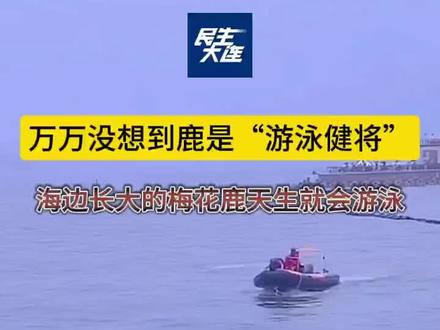 万万没想到鹿是“游泳健将”#大连梅花鹿