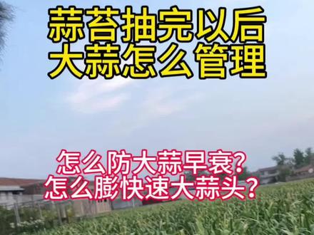蒜苔抽完以后怎么去管理? 怎么防止大蒜早衰?怎么膨大蒜头?#大蒜促弱转壮 #蒜苔 #抖音助农扶农 #大蒜膨大 #一份耕耘一份收获