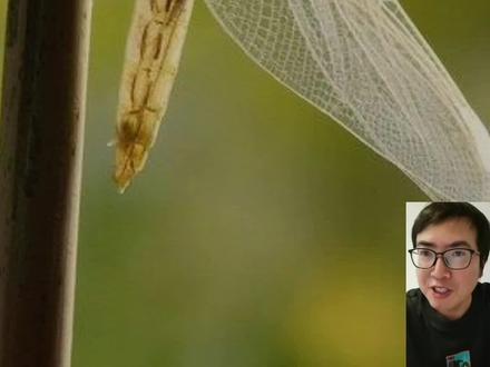 千万别认错!这些“怪虫子”长大后竟然是它们...#科普