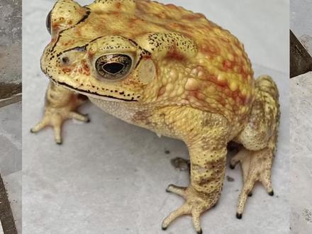 金色蛤蟆的库存未上传视频 蛤蟆真放生野外了,主包房子后面有条小水沟,小水沟是汇入河流的。主包没招了,真找不回来的,能不能别再私聊主包了 (T⌓T)