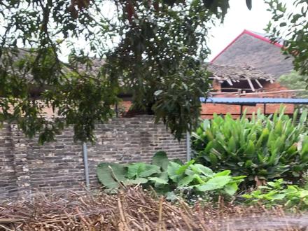 黄心木薯原来是这样种植的 #黄心木薯 #三农 #华南9号 #种植