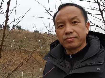 不会修剪桃树?两分钟教会你! #桃树修剪 #果园管理 #果树修剪