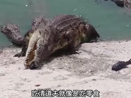 清道夫的天敌出现了,吃清道夫就像吃零食,成吨清道夫被吃光 #清道夫 #鳄鱼